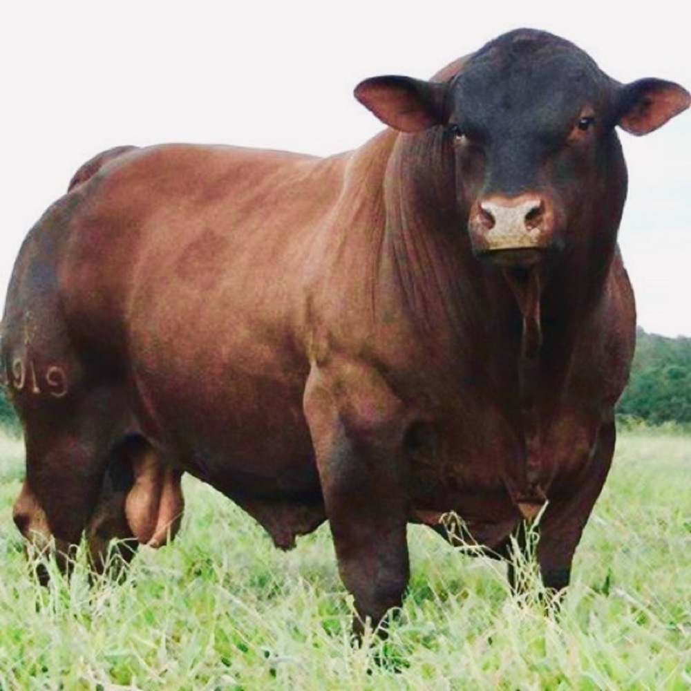 ♥️🌿🌱🐂🌱🌿♥️🌿🌱🐂🌱🌿♥️🌿🌱🐂 - Picture 11 of 16